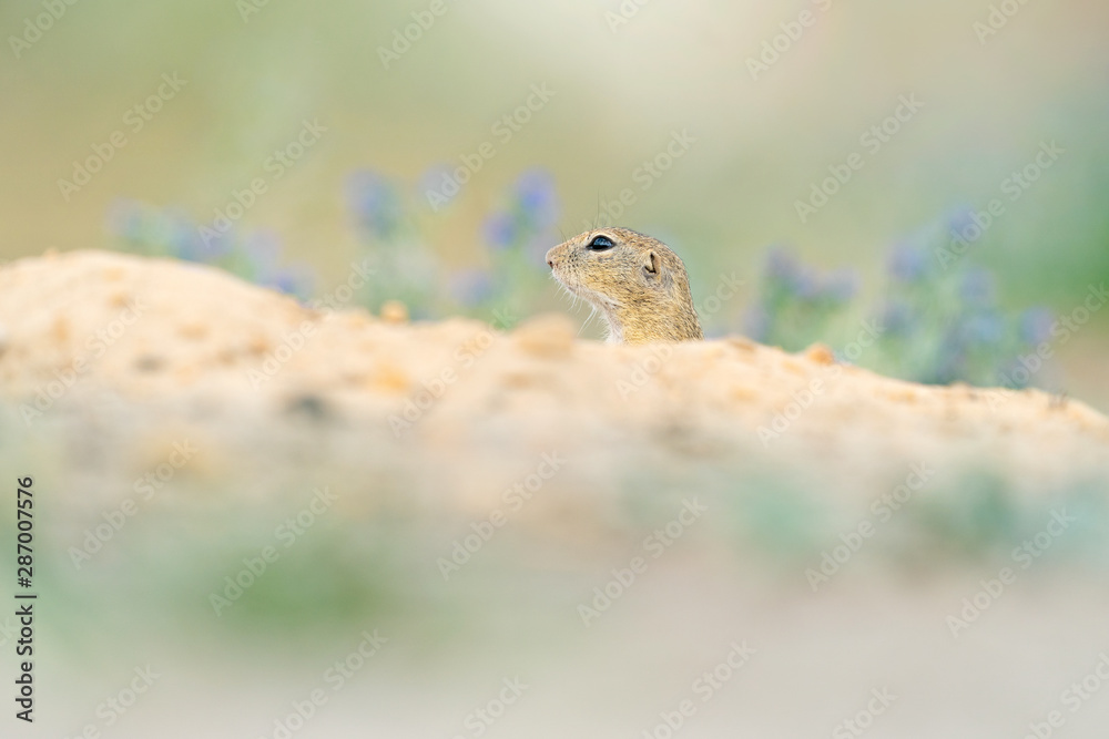 European Ground Squirrel, Spermophilus citellus, sitting in the green grass during summer, detail animal portrait, Czech Republic. Wildlife scene from nature. European Ground Squirrel, Spermophilus citellus, sitting in the green grass during summer, detail animal portrait, Czech Republic. Wildlife scene from nature.