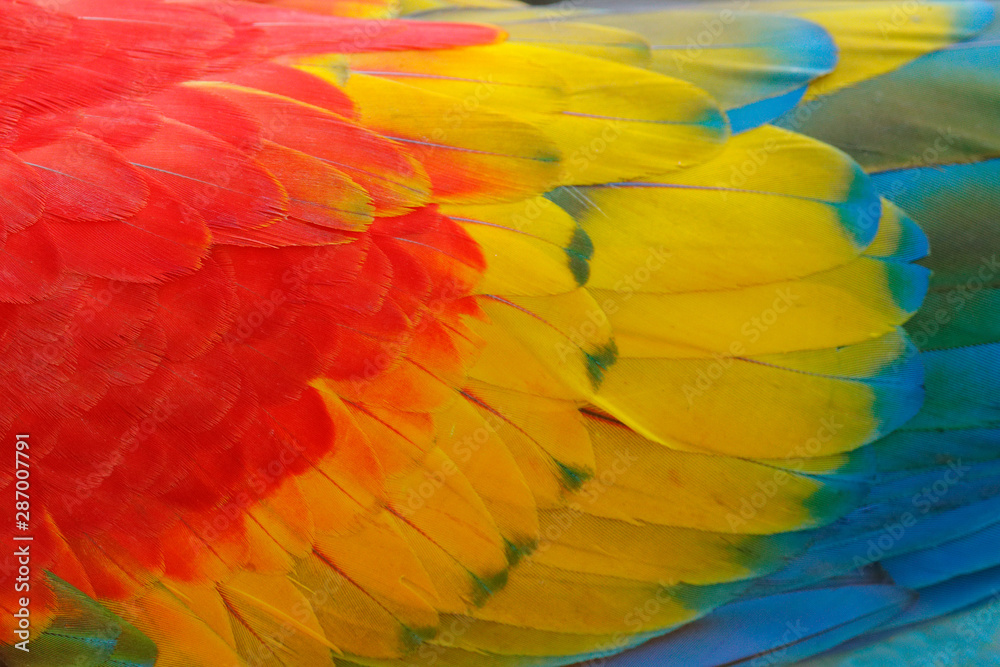 Close-up detail of parrot plumage. Scarlet Macaw, Ara macao, detail of bird wing, nature in Costa Rica. Red, yellow and blue feathers.