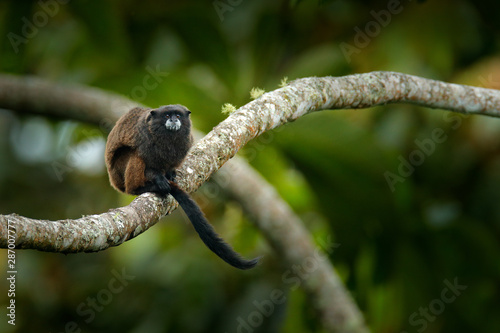 Black Mantle Tamarin (Saguinus nigricollis), monkey from Sumaco .Wildlife scene from nature. Tamarin siting on the tree branch in the tropic jungle forest, animal in the habitat.