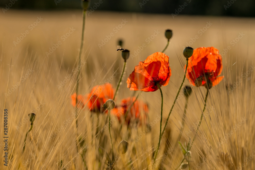 Obraz premium coquelicot