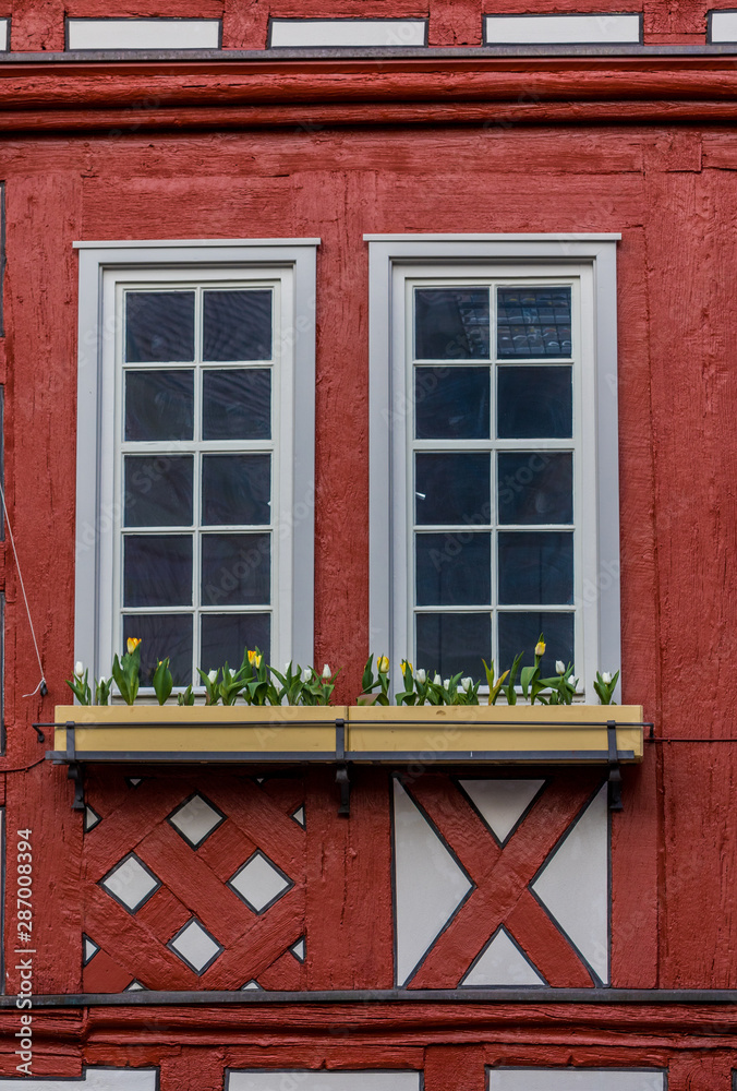 Backnanger Rathausfenster mit Tulpen