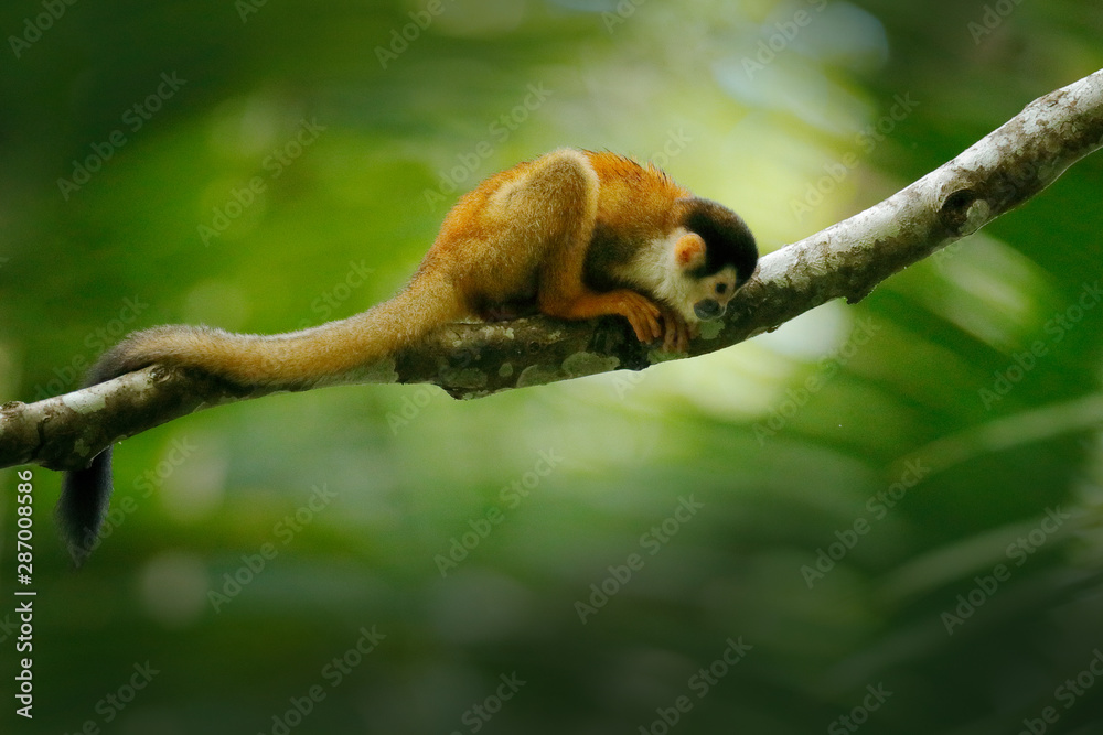 Obraz premium Monkey, long tail in tropic forest. Squirrel monkey, Saimiri oerstedii, sitting on the tree trunk with green leaves, Corcovado NP, Costa Rica. Monkey in the tropic forest vegetation. Wildlife nature.
