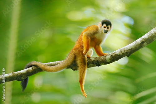 Monkey, long tail in tropic forest. Squirrel monkey, Saimiri oerstedii, sitting on the tree trunk with green leaves, Corcovado NP, Costa Rica. Monkey in the tropic forest vegetation. Wildlife nature.