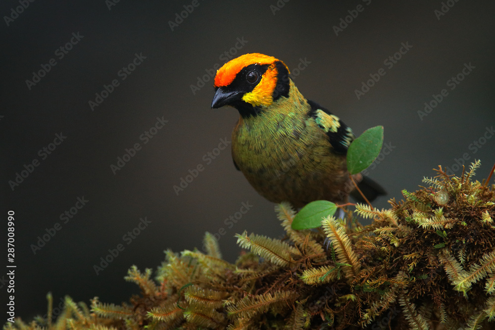 Flame-faced tanager, Tangara parzudakii, sitting on beautiful mossy branch. Bird from Mindo, Ecuador. Birdwatching in South America. Animal in the green forest. - obrazy, fototapety, plakaty 