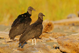 Two vulture, beach near the coast. Vulture sitting on the tree in Costa Rica tropic forest. Ugly black bird Black Vulture, Coragyps atratus, bird in the habitat. Wildlife nature, morning sunrise.
