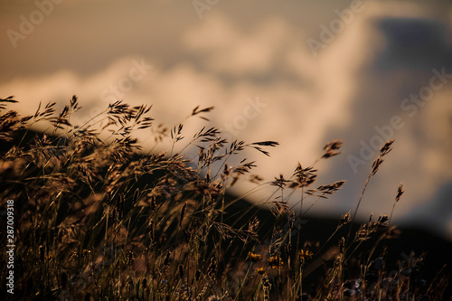 Close up of the dry spikelets on the field in the blurred background of sky