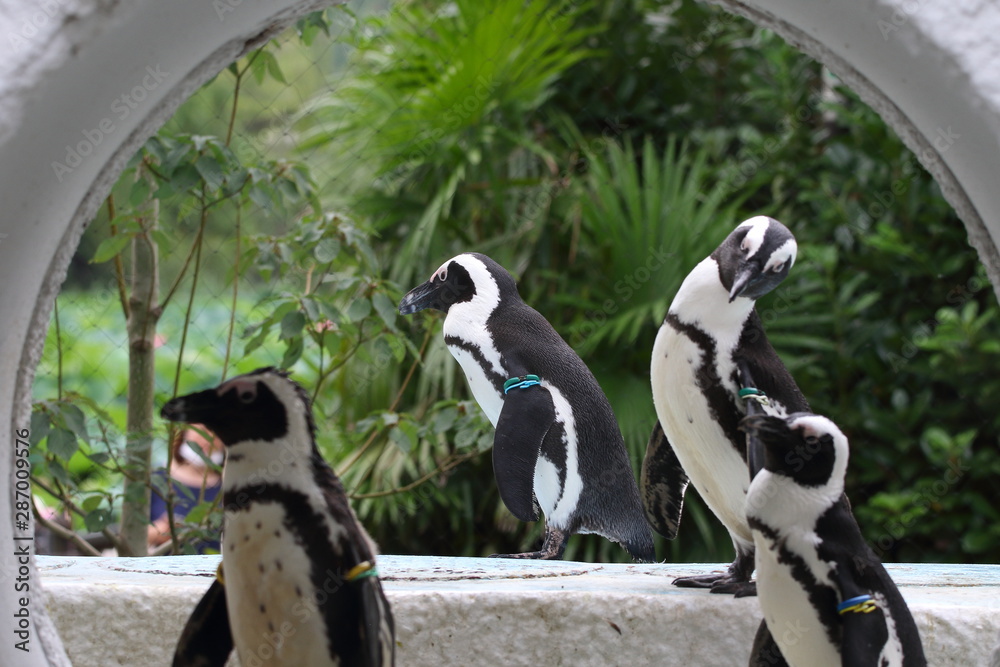 Obraz premium ペンギン