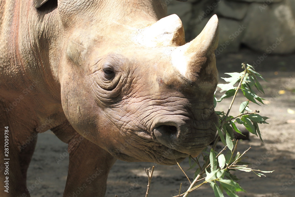 Naklejka premium サイ