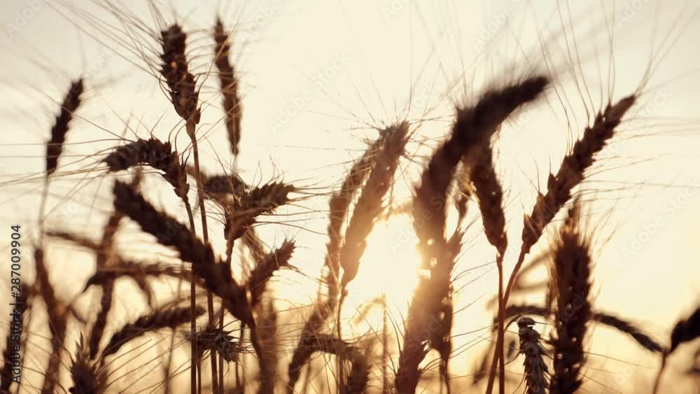 Wheat field at sunset. Golden ears of wheat at sunset. Beautiful countryside rich harvest. Wheat field at sunset. Golden ears of wheat at sunset. Beautiful countryside rich harvest.