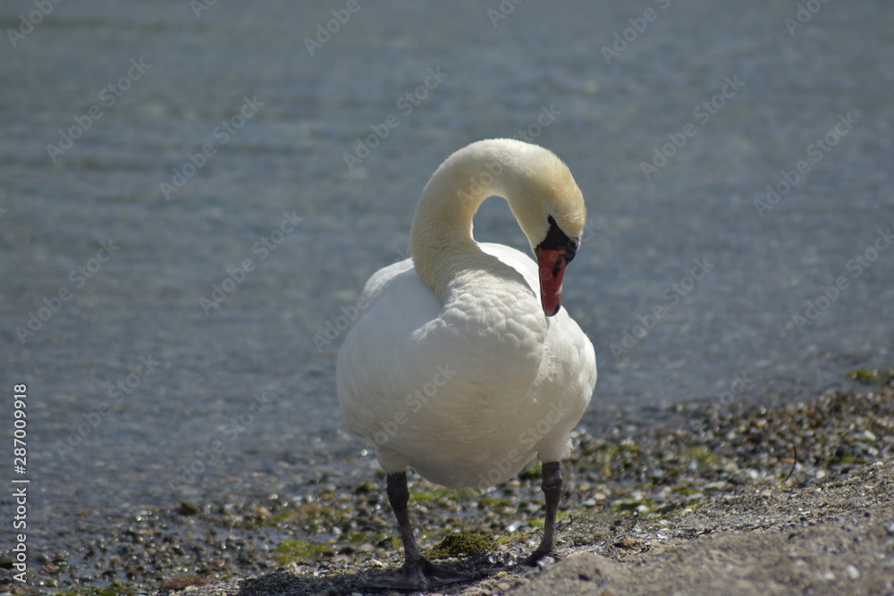 Fototapeta premium Schwan