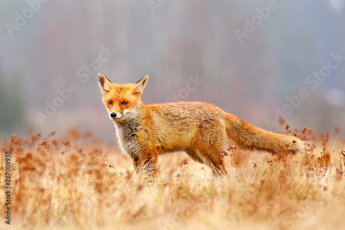 Red Fox hunting, Vulpes vulpes, wildlife scene from Europe. Orange fur coat animal in the nature habitat. Fox on the green forest meadow.