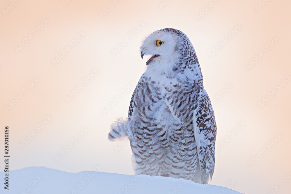 Fototapeta premium Snowy owl sitting on the snow in the habitat. Cold winter with white bird. Wildlife scene from nature, Manitoba, Canada. Owl on the white meadow, animal behaviour.