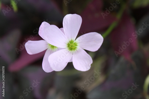 Oxalis regnellii atropurpurea  flower.    Purple Shamrock.    closeup    beautiful    purple    flower.