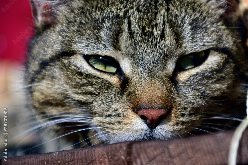 Beautiful cuddly brown kitty cat animal Beautiful cuddly brown kitty cat animal
