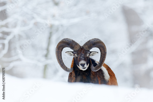 Mouflon, Ovis orientalis, horned animal in snow nature habitat. Close-up portrait of mammal with big horn, Czech Republic. Cold snowy tree vegetation, white nature. Snowy winter in forest. © ondrejprosicky