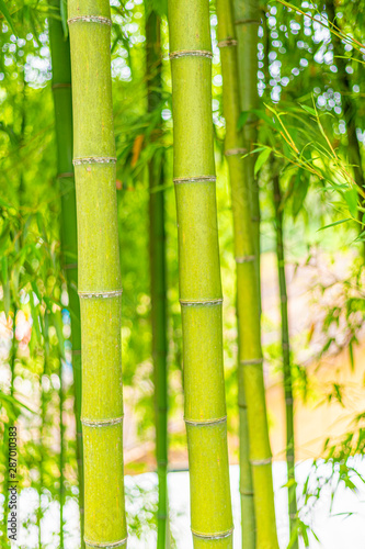Fototapeta Naklejka Na Ścianę i Meble -  A close-up of yellow-green bamboo branches in bamboo forest
