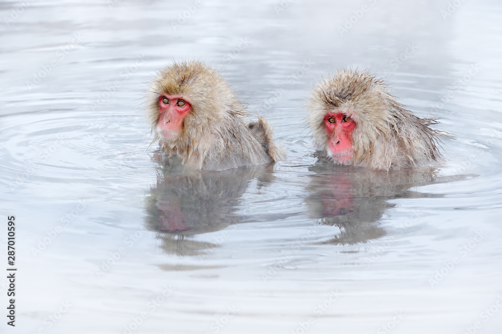 Naklejka premium Family in the spa water Monkey Japanese macaque, Macaca fuscata, red face portrait in the cold water with fog, animal in the nature habitat, Hokkaido, Japan. Wide angle lens photo with nature habitat.