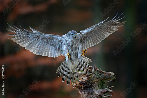 Goshawk flying, bird of prey with open wings with evening sun back light, nature forest habitat, Czech. Wildlife scene from autumn nature. Bird fly landing pn tree trunk in orange vegetation.