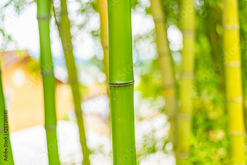 A close-up of yellow-green bamboo branches in bamboo forest