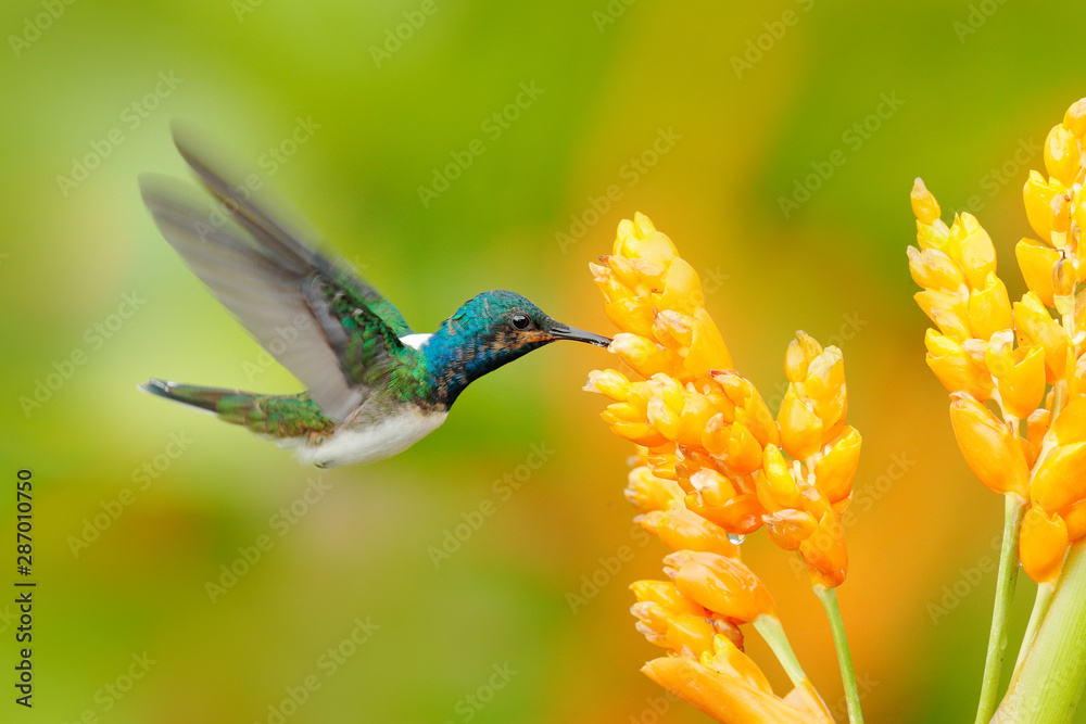 Fototapeta premium Humminbird from Colombia in the bloom flower, Colombia, wildlife from tropic jungle. Wildlife scene from nature. Hummingbird with pink flower, in flight.