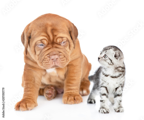 Baby kitten and mastiff puppy look at each other. isolated on white background