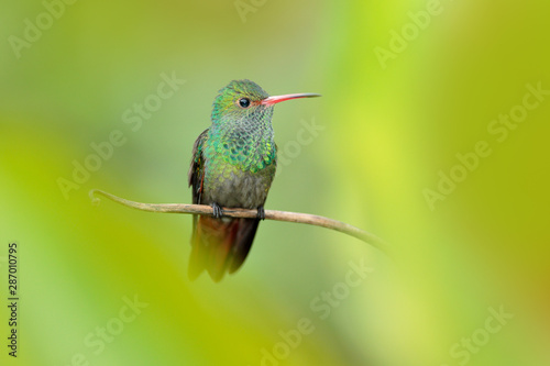Bird with red bill, America. Rufous-tailed Hummingbird, Amazilia tzacat, with clear green background, Colombia. Wildlife scene from nature. Wild animal in the nature habitat.