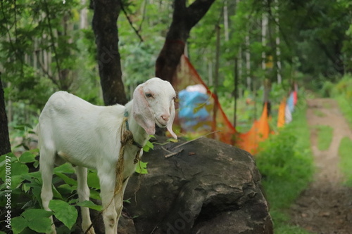 White goat eating green leaves