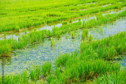 Rice field on landscape background in India 