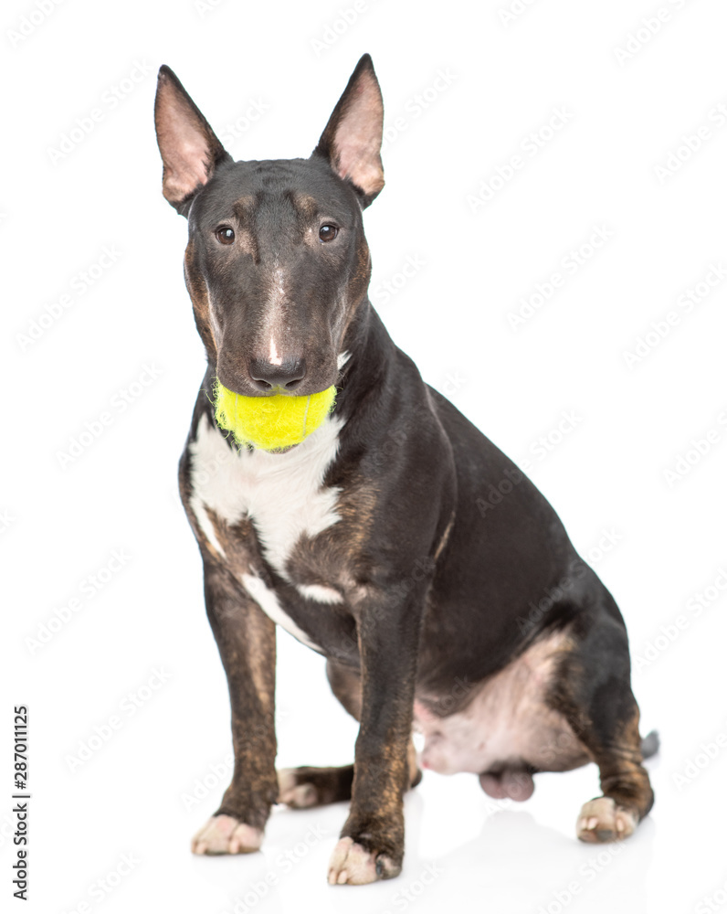 Miniature bull terrier dog with tennis ball in the mouth. isolated on white background