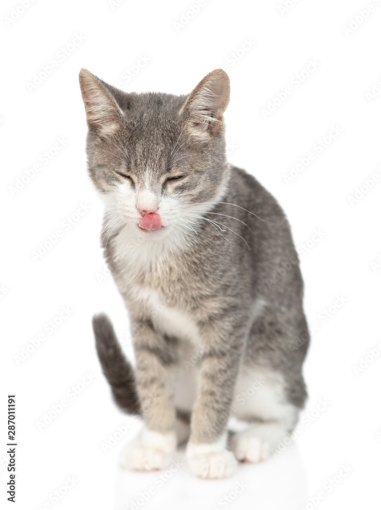 Fototapeta premium Happy kitten licking his lips. isolated on white background