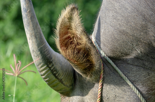 Detail photo of an ear of a water buffalo