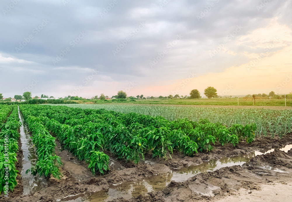 Irrigation of pepper plantations in the field. Traditional natural watering. Eco-friendly products. Agriculture and farmland. Crops. Growing organic vegetables.