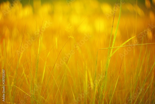  wild field plants on a yellow blurred background of the meadow