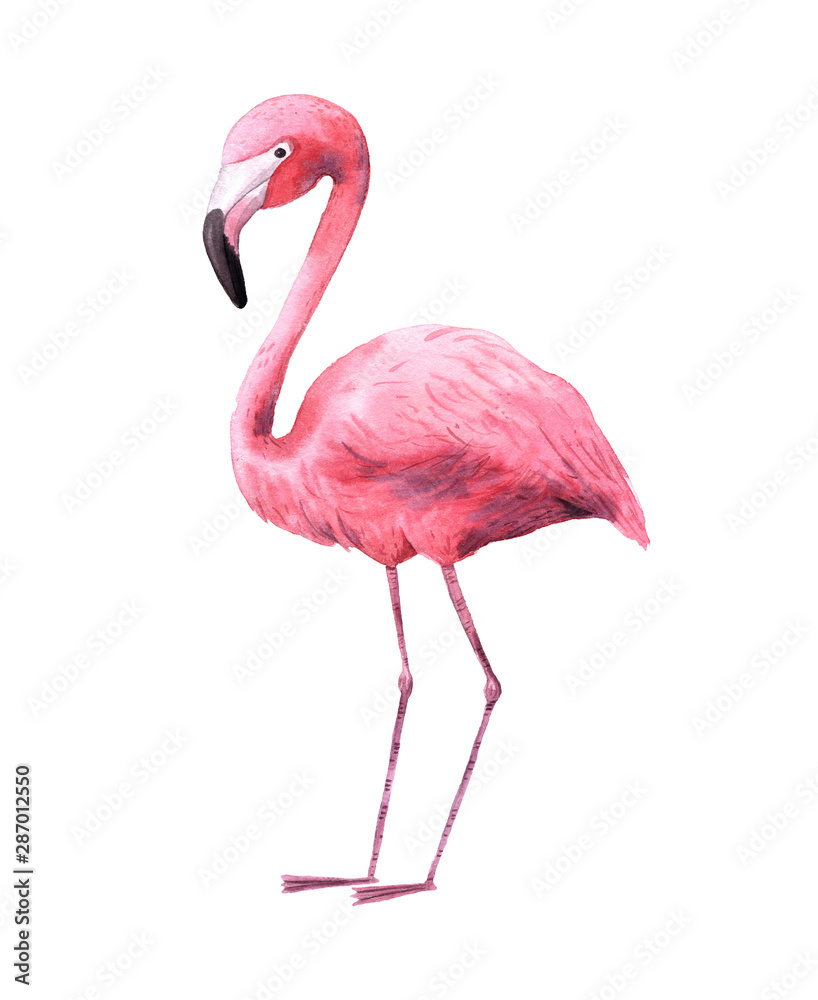Fototapeta premium Watercolor tropical cute flamingoe