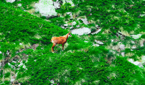 Wild alpine goat portraiture, green mountain nature on the background.