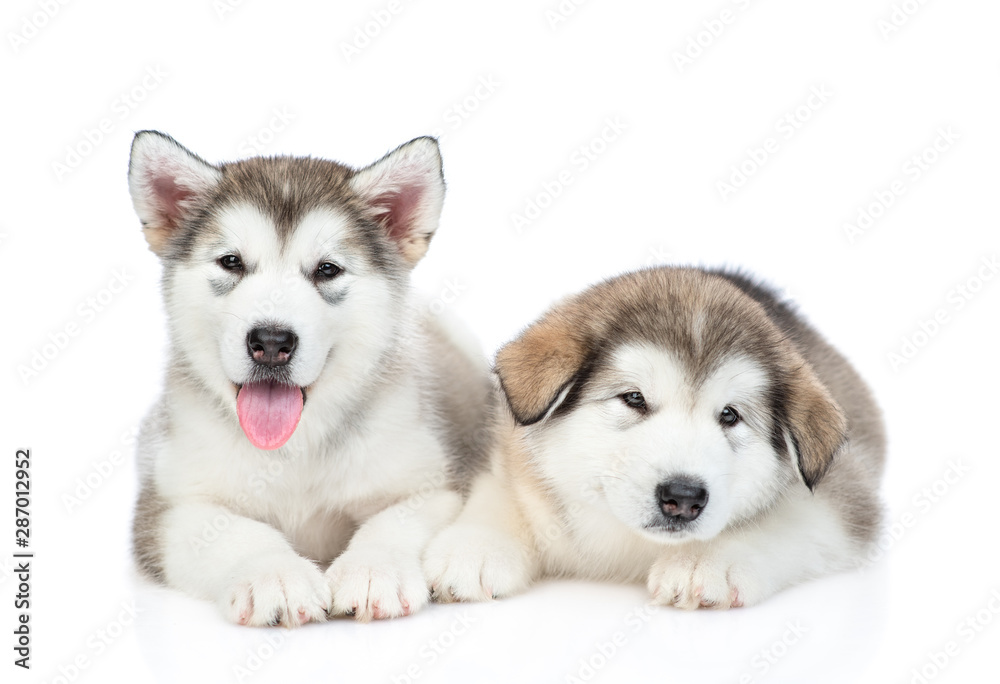 Two alaskan malamute puppies lying in front view. isolated on white background Two alaskan malamute puppies lying in front view. isolated on white background
