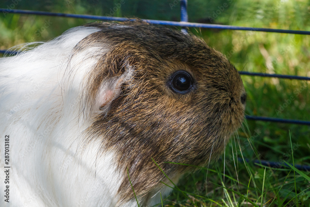 Close-up on the head of a guinea pig in grass Close-up on the head of a guinea pig in grass