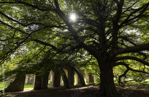 Ruins of the Abbey in Margam park, Port Talbot, built in 1147, Wales, United Kingdom. photo