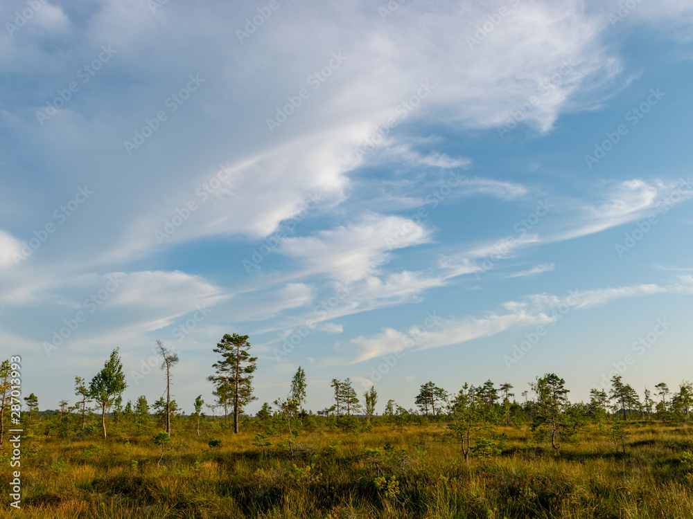 Obraz premium landscape with bog sunset colors, tree silhouettes, bog grass, Nigula bog, Estonia
