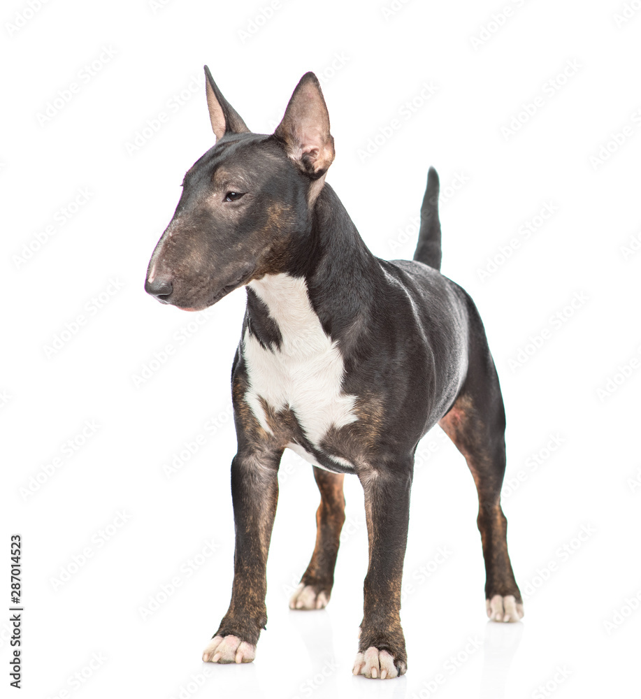Miniature bull terrier dog standing and looking away. isolated on white background
