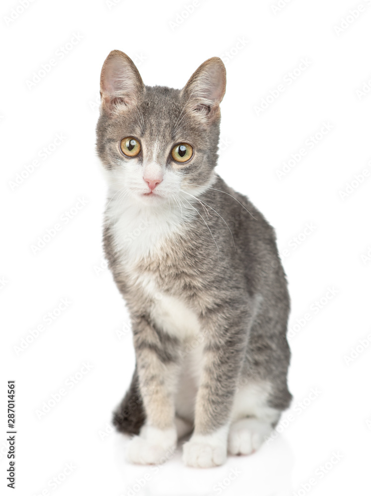 Young cat sitting in front view and looking at camera. isolated on white background