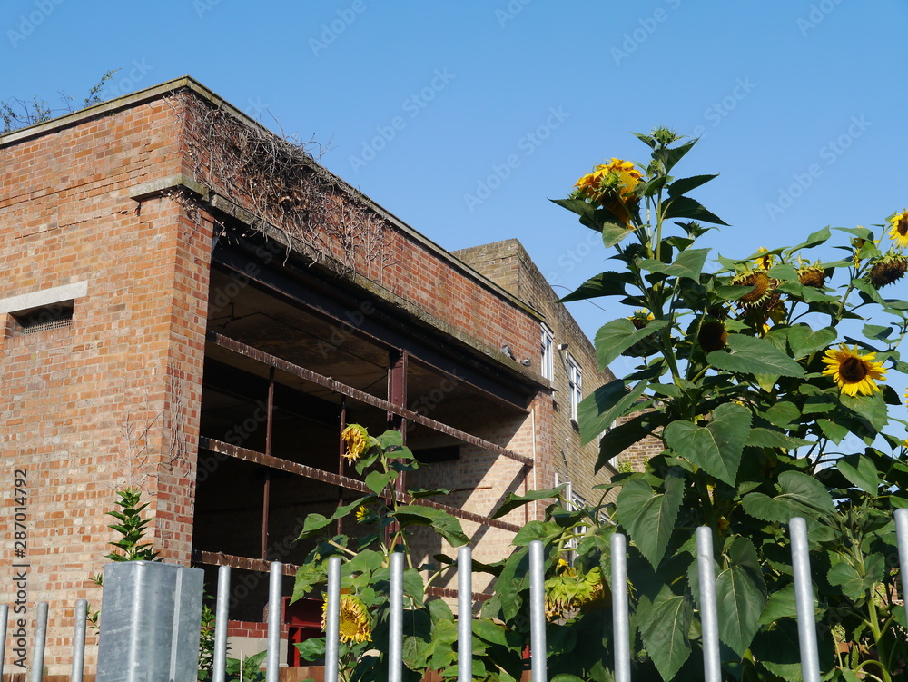 Fototapeta premium Abandoned Industrial Warehouse With Sunflowers