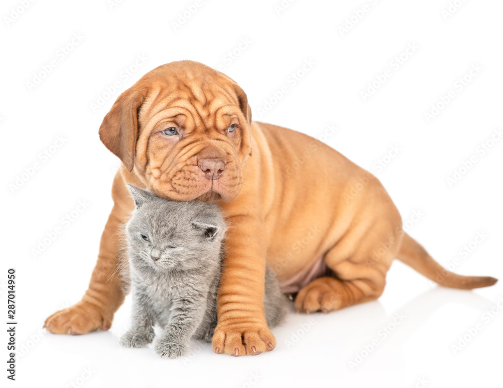 Portrait of a mastiff puppy with gray kitten. isolated on white background