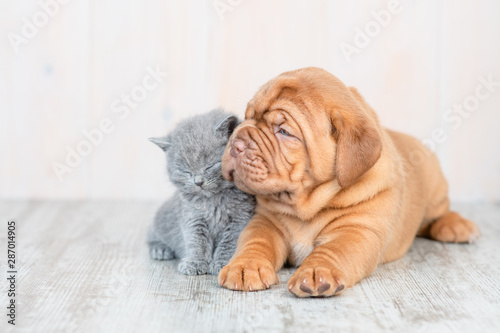 Mastiff puppy lying with baby kitten on the floor at home. Empty space for text