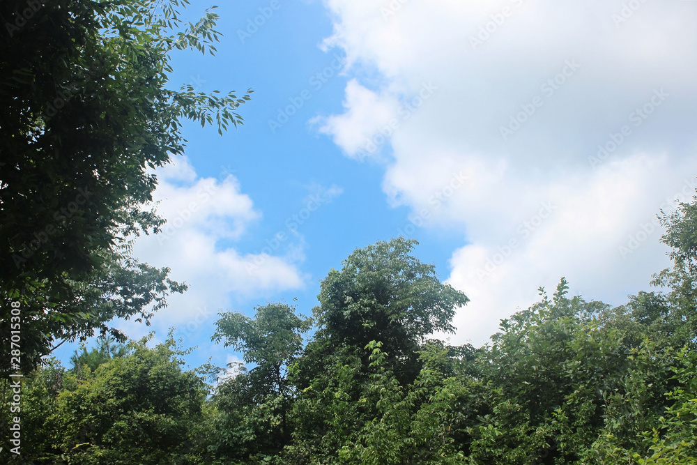 Obraz premium 나무