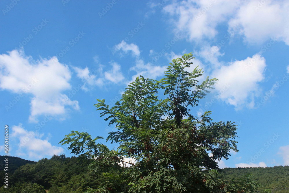 Obraz premium 나무가지잎