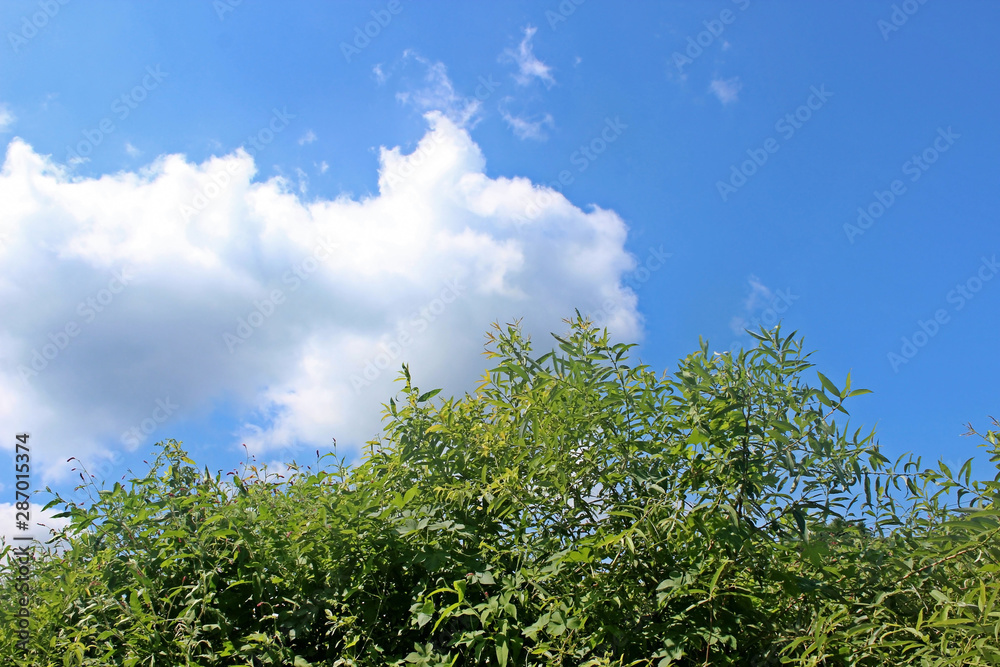 Fototapeta premium 구름과 나무