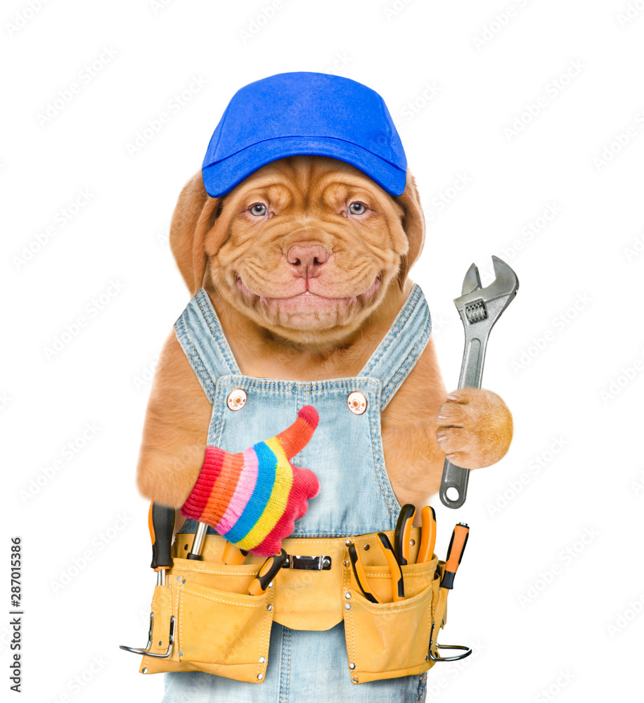Naklejka premium Smiling mastiff puppy worker in blue cap with tool belt and adjustable wrench showing thumbs up. Isolated on white background