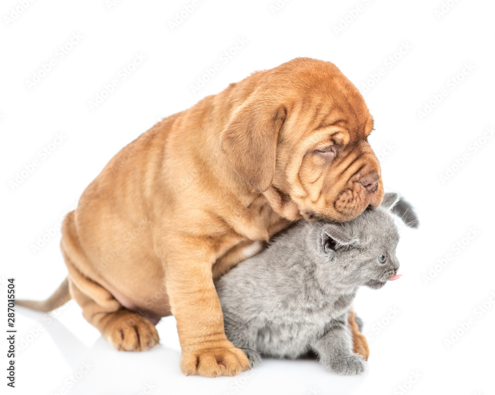 Playful mastiff puppy hugging baby kitten. isolated on white background