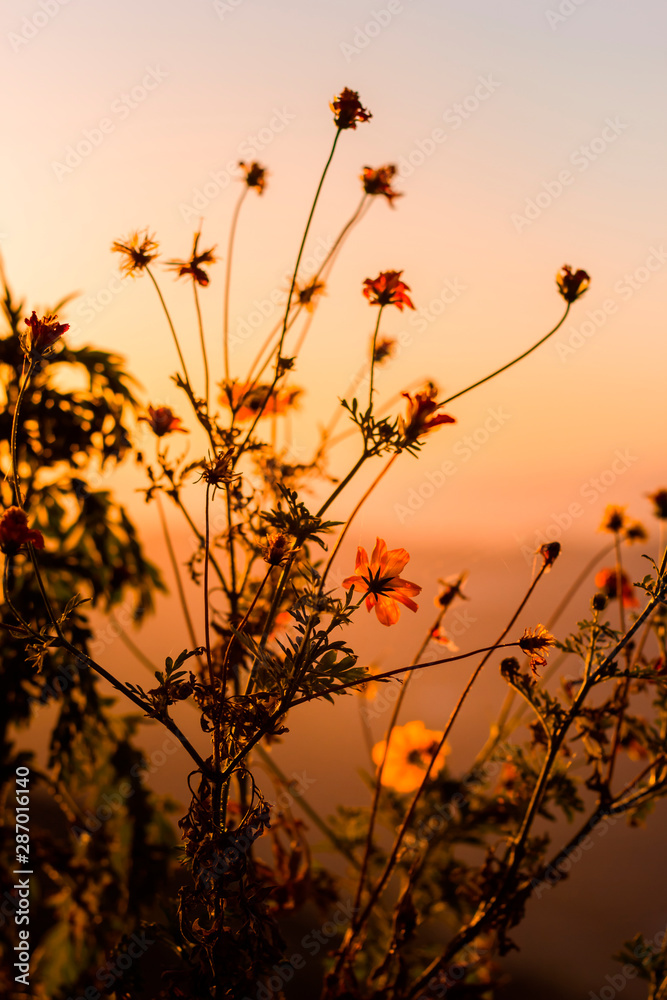 Obraz premium Small orange flowers at sunset